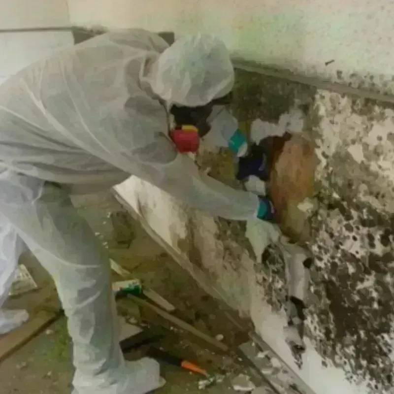 Mold Remediation and Removal in Brownsville, TX